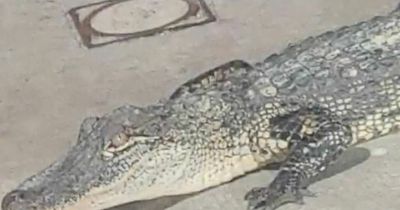 Woman terrorised by crazed 'hissing' 3.5ft alligator while at cash machine