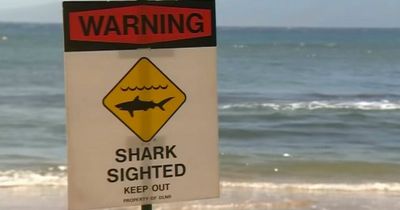 Woman hospitalised after 'serious' shark bite while snorkelling in murky water