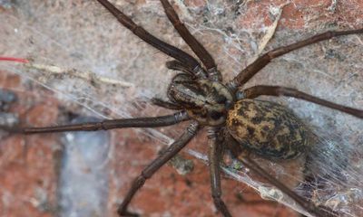 Spare a thought for us arachnophobes this autumn