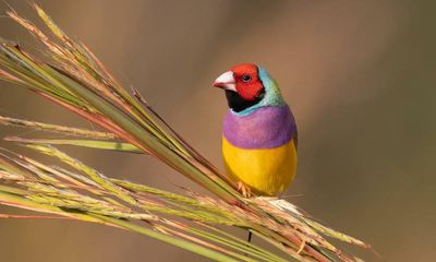 Tanya Plibersek urged to save Gouldian finches from NT defence development