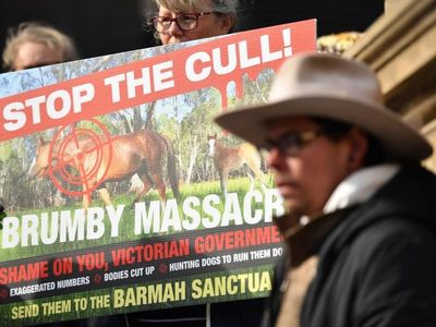Fresh legal action over brumby cull