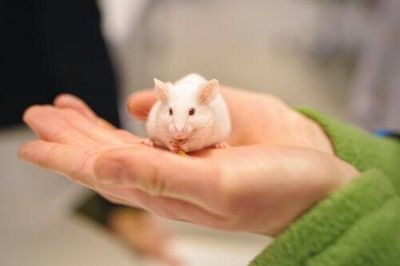 Mice models for studying Alzheimer’s disease aren’t enough — here’s what will help