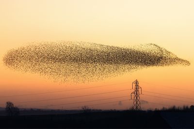 How "bird tech" is advancing