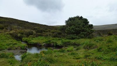 How the world's loneliest tree is helping scientists advance climate change research