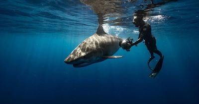 Terrifying footage captures massive killer shark stalking defenceless diver