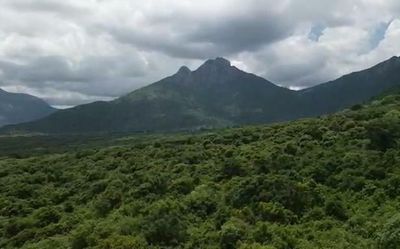 Forest Department monitoring wild elephant near Coimbatore