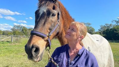 Sunshine Coast horse reportedly Australia’s oldest thoroughbred