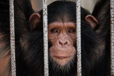 Primate behaviour changed as zoos closed for pandemic, study suggests