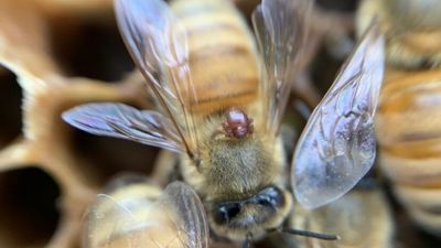 Exotic bee parasite braula fly detected in NSW as fight against varroa mite continues