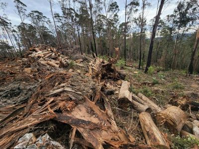 Illegal NSW logging result of human error