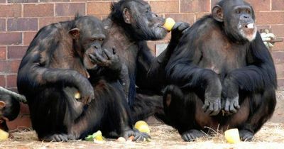 Primate behaviour 'changed as zoos closed for pandemic'