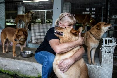 A ruff deal: Hong Kong exodus sparks surge in abandoned pets