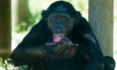 Humans were not the only primates to get lockdown blues, UK study finds