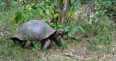 Four endangered giant tortoises killed as they are hunted and slaughtered for meat