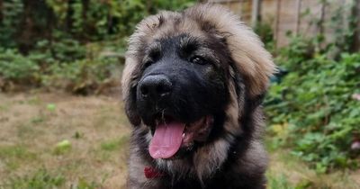 Adorable puppy who 'loves to cuddle' is still waiting to find his forever home