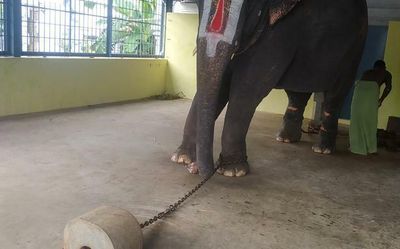 Bollywood stars join PETA rally for abused elephant Joymala’s release