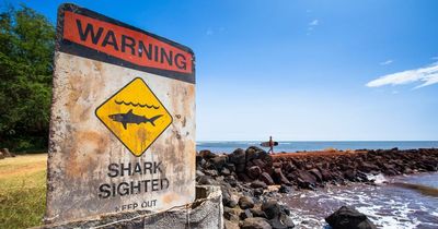 Woman in critical condition after being 'seriously' bitten by shark in Hawaii