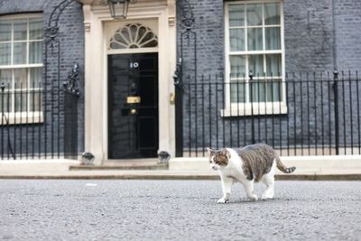 What happens to Larry the cat when Boris Johnson leaves office?