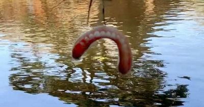 Stunned fisherman catches false teeth on line