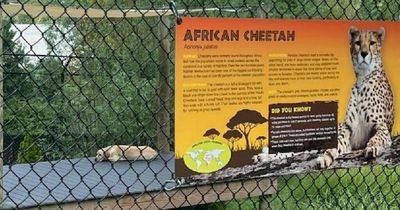 People in stitches at dog sat chilling in cheetah enclosure at zoo