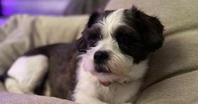 Dog owner issues stark warning after pet suddenly falls ill after walk