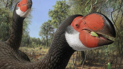 Australia’s giant thunderbirds likely went extinct 40,000 years ago due to climate change, study finds