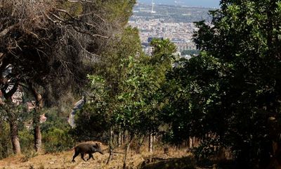 Wild boar hunters in Catalonia hang up their guns to protest against new regulations