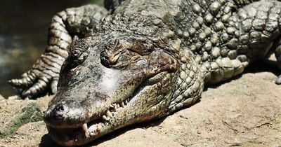 Swimmer killed by crocodile in lagoon after ignoring 'repeated warnings' not to go in