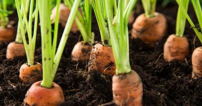 How to grow carrots in Canberra