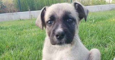Adorable puppy is searching for new home after being 'thrown out of car window'