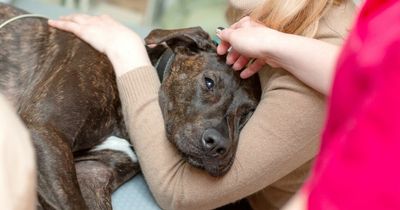 Vet's chart tells owners when it's time to put their dog down and say goodbye