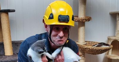 Dublin firefighters stage daring rescue to save hungry cats trapped in centre during power cut