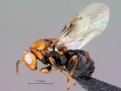 War on weeds - could a wasp join the fight?