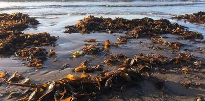 Seaweed is high in vitamins and minerals – but that's not the only reason westerners should eat more of it