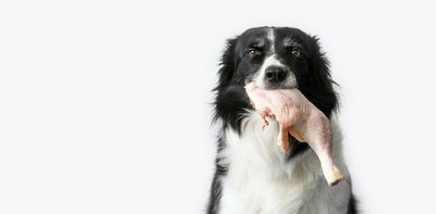 Raw meat for pets – here's how to do it safely