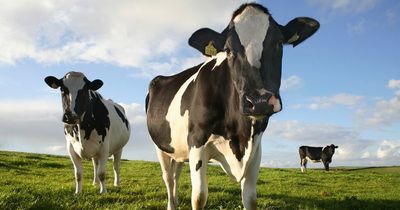 Investigation launched after hundreds of calves found dead in Limerick