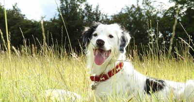 NI dog charities sign up to home heating price comparison website to boost flagging funds