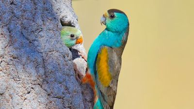 Desperate race underway to save Cape York's golden-shouldered parrot from extinction