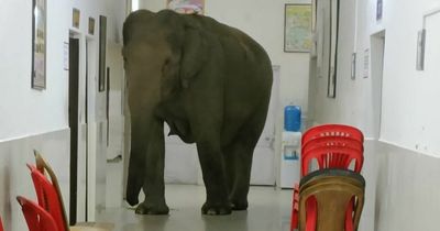 Incredible moment three elephants seen wandering around hospital corridors