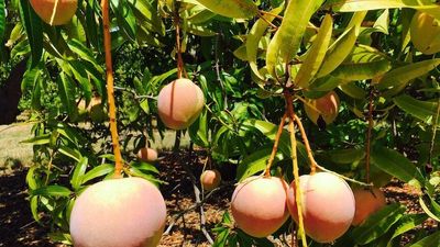 Northern Territory's lucrative mango industry 1,000 workers short as fruit-picking season begins