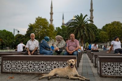 Century on, political fights rage over Turkey's dogs