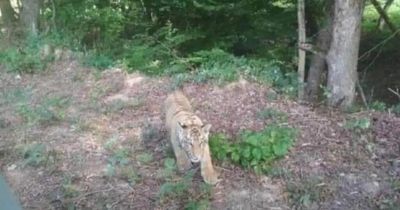 Tiger rampages across three towns after escaping Ukraine zoo and fleeing across border