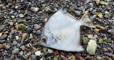 Second mass fish kill strikes Lake Macquarie