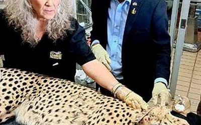 African cheetahs may arrive in India for PM Modi’s birthday