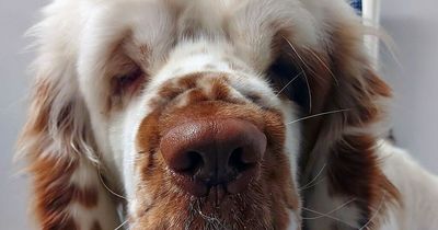 Facelift for dog who walked straight into bus stop because saggy skin drooped over his eyes