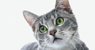 App translates your cat's meows so you can talk to them
