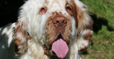Bentley the dog has facelift to fix saggy folds of skin which covered his eyes