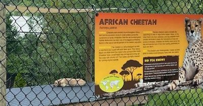 Dog spotted having a nap in zoo's cheetah enclosure leaves people in stitches