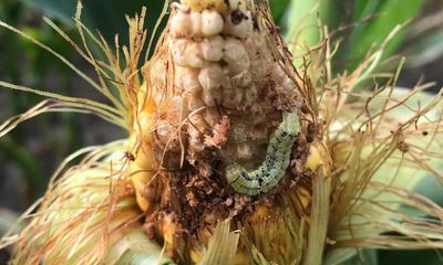 US farmers face plague of pests as global heating raises soil temperatures