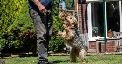 Bella the dog was thrown out of a lorry at 50mph - now she has a loving new home